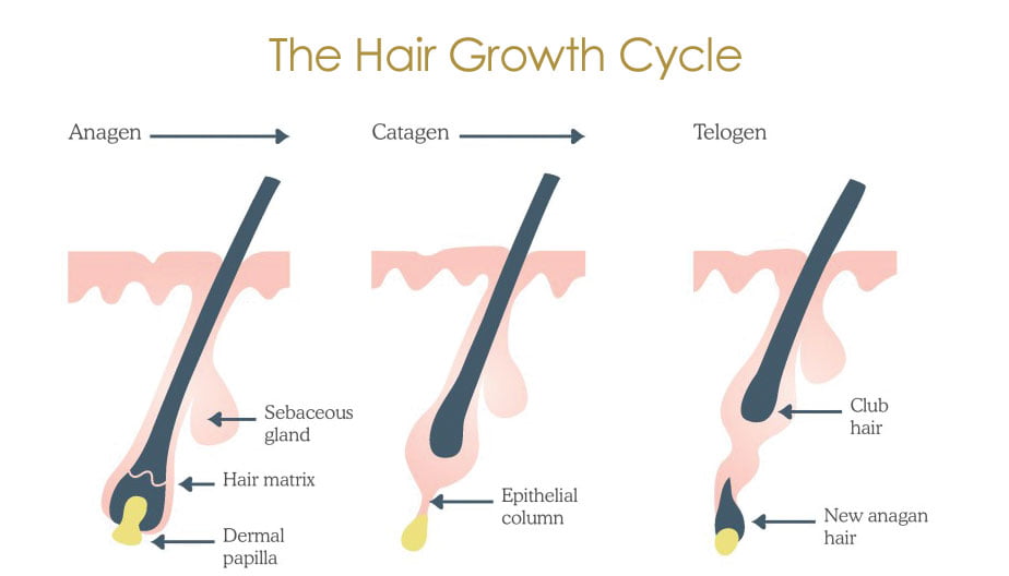waxing in winter 3 stages of hair growth
